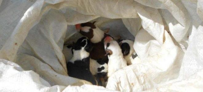 Πέταξαν κουτάβια μέσα σε τσουβάλι