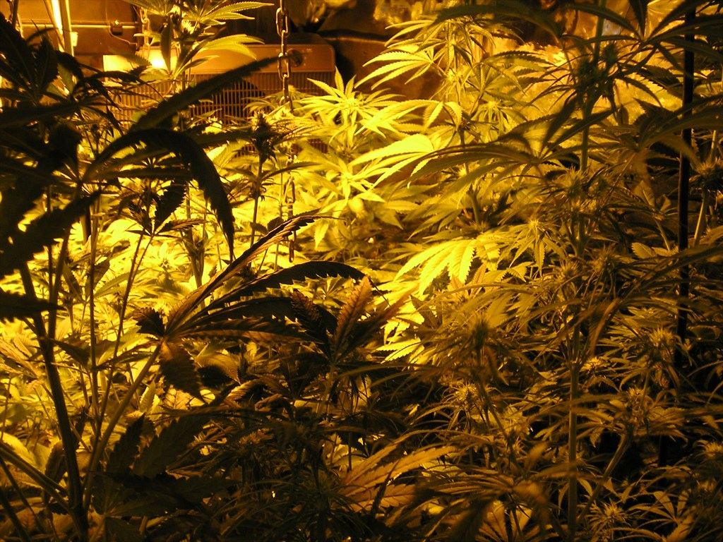 Ταράτσα… χασισοφυτεία