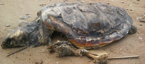 Αδιαφορούν για τη νεκρή καρέτα