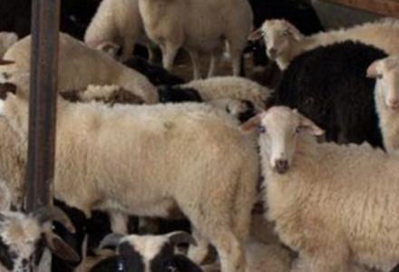 Κλέφτες στον πνεύμα των ημερών…