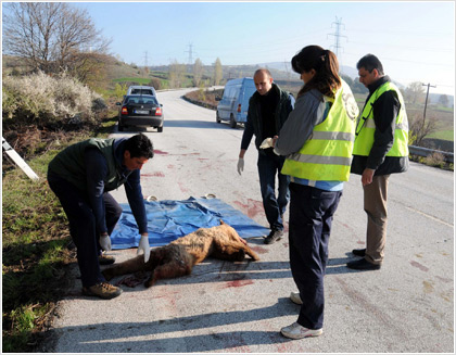 Οδηγός σκότωσε αρκουδάκι