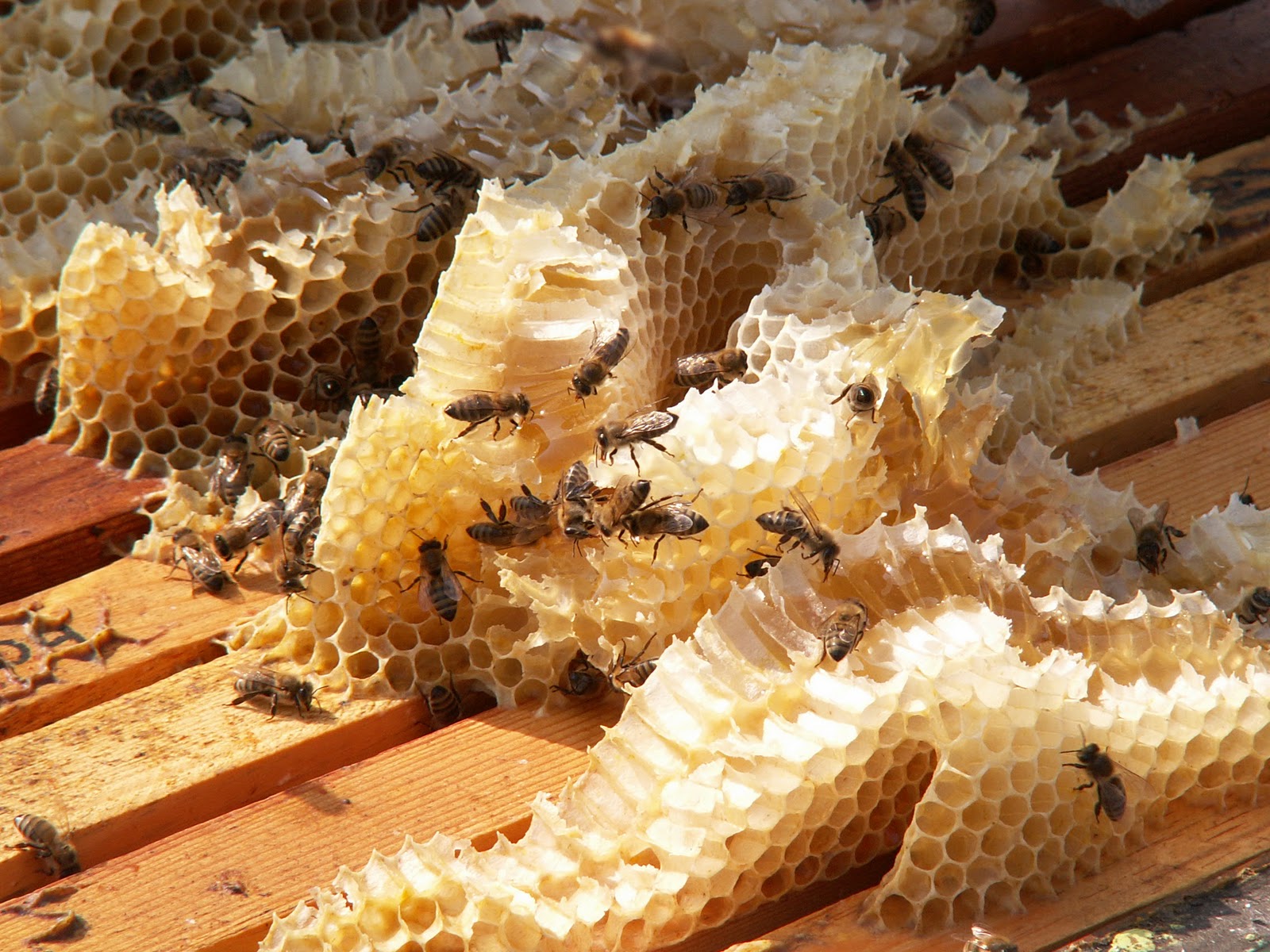Λεφτά για τις… μέλισσες