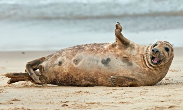 Φώκια… μοντέλο!