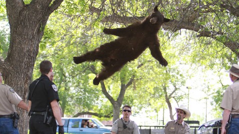 Αρκούδος ήθελε να σπουδάσει