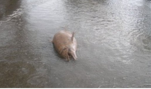 Δελφίνια στη στεριά!