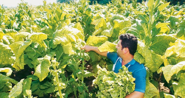 Ανάσα για τους καπνοπαραγωγούς
