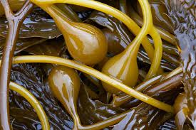 Kαι με το σούσι τι θα γίνει;