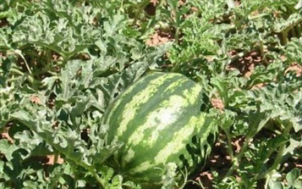 Η πιο πρωτότυπη κλοπή