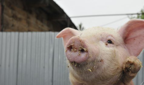 Μετά το χταπόδι… το γουρούνι!