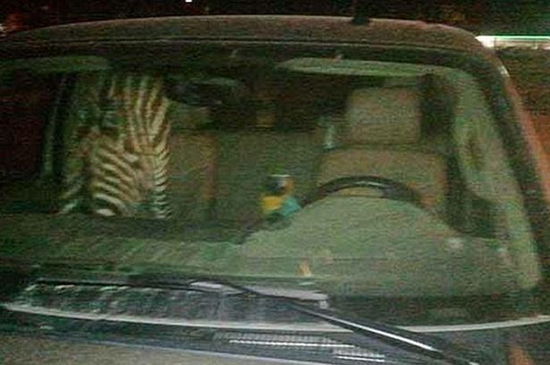 Σε μπαρ με…ζέβρα και παπαγάλο