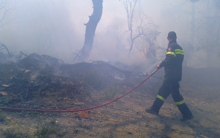 Σώθηκε το πευκοδάσος