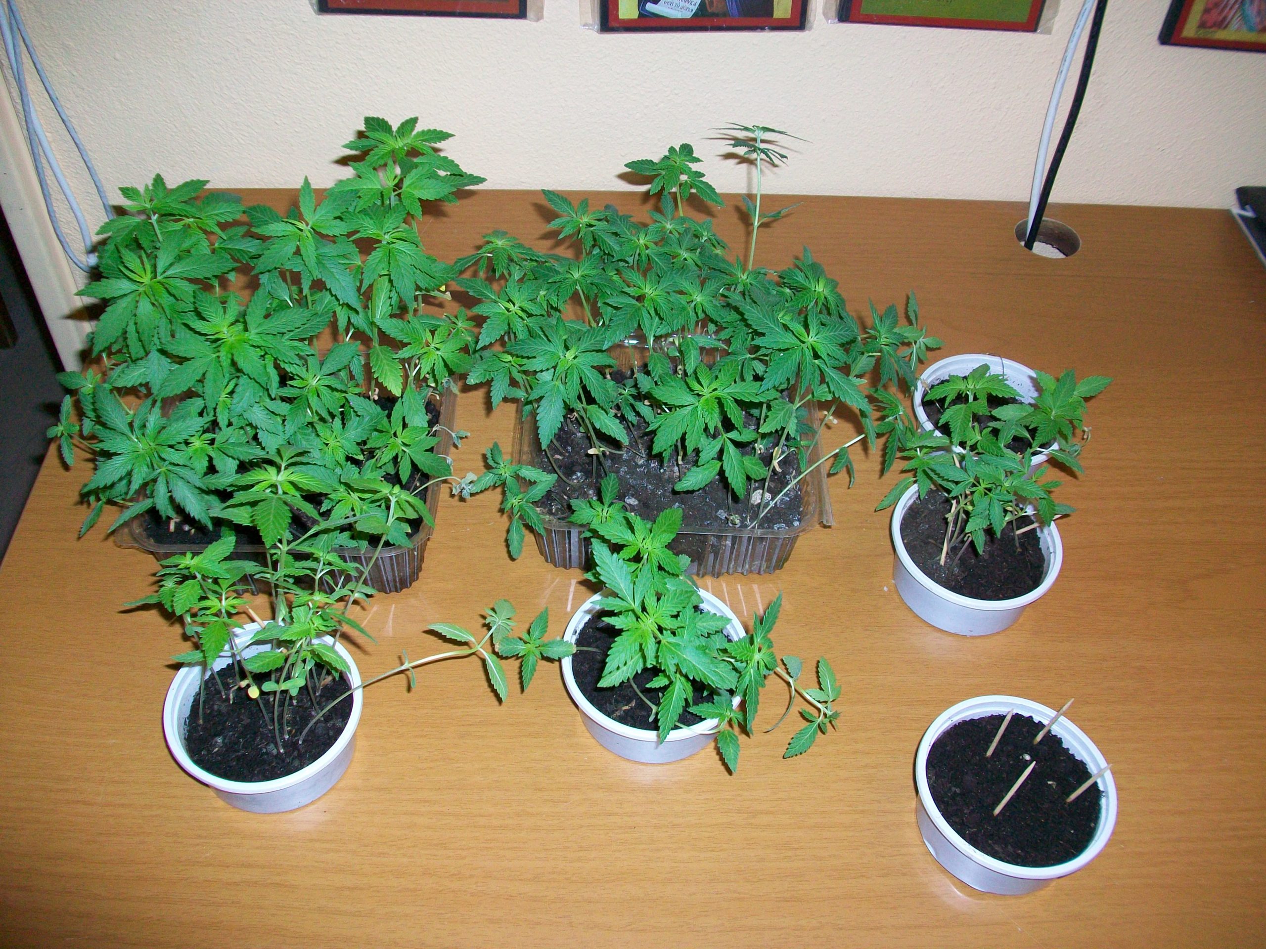 Είχε “δάσος” από κάνναβη