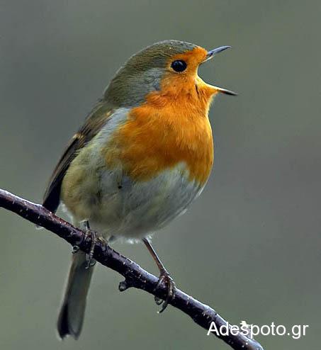 Λιγόστεψαν τα πουλιά