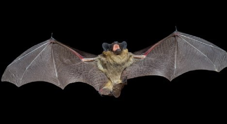 Νυχτερίδες σκότωσαν επτά παιδιά