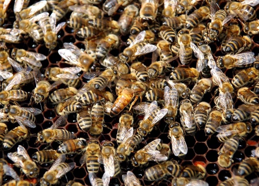 Την τσίμπησαν 1.000 μέλισσες