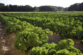 Ημερίδα για τις καλλιέργειες