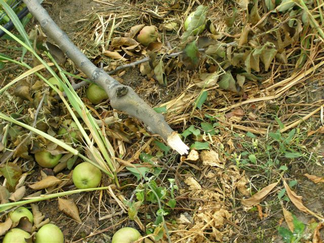 Tώρα-Κατέθεσαν τις ταυτότητες στην Έδεσσα