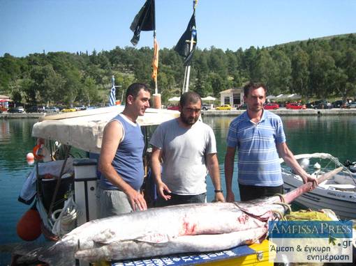 Έπιασαν πελώριο ξιφία