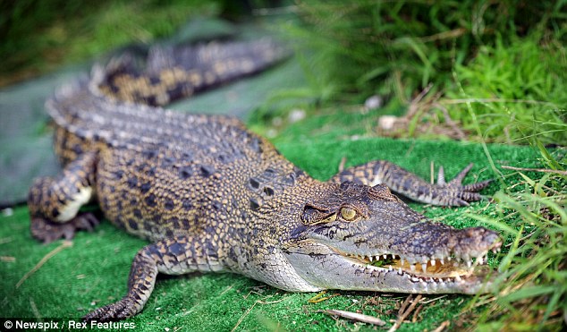 Ποιος τον θέλει για φύλακα;