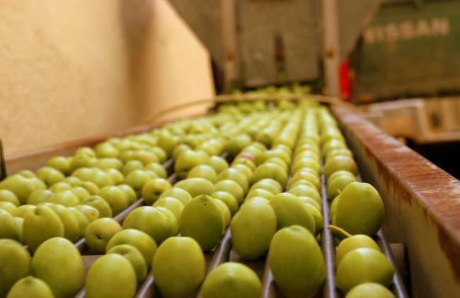 «Διεθνές διαβατήριο» για την ελιά