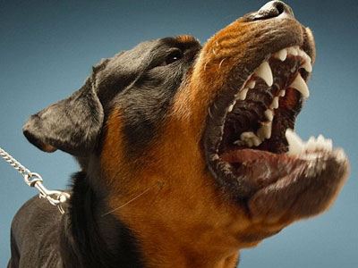 Κλέβουν μέχρι και σκύλους