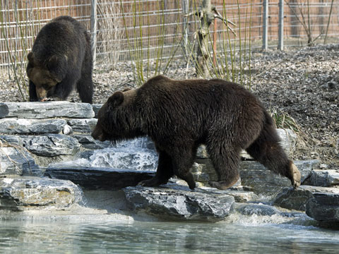 Αρκούδες έφαγαν ψαρά!