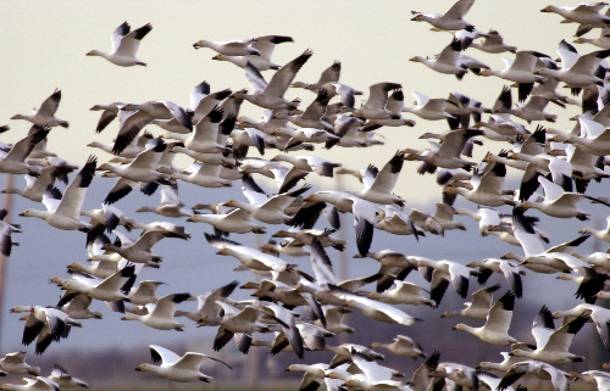 Το πουλί… κατάσκοπος!