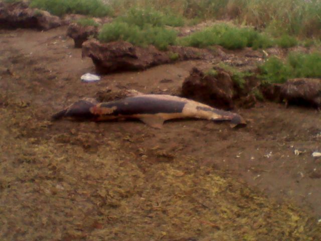 Ξεβράστηκε νεκρό δελφίνι