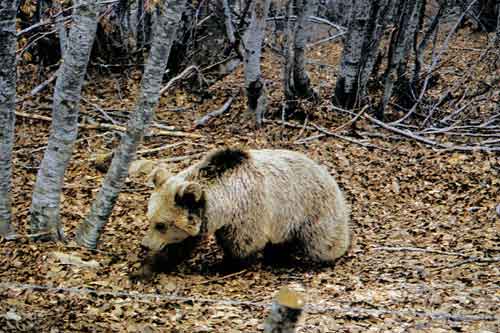 Νεκρή αρκούδα από δηλητήριο