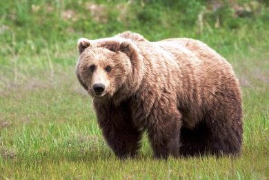 Απομάκρυναν αρκούδα από το Τσοτύλι