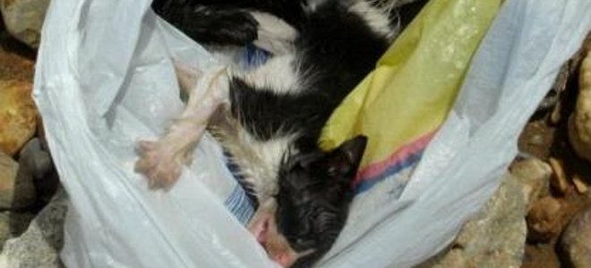 Πόσο κτήνος μπορείς να είσαι;