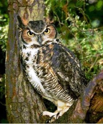 Ο Μπούφος της αστυνομίας