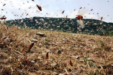 “Πλάκωσαν” οι ακρίδες