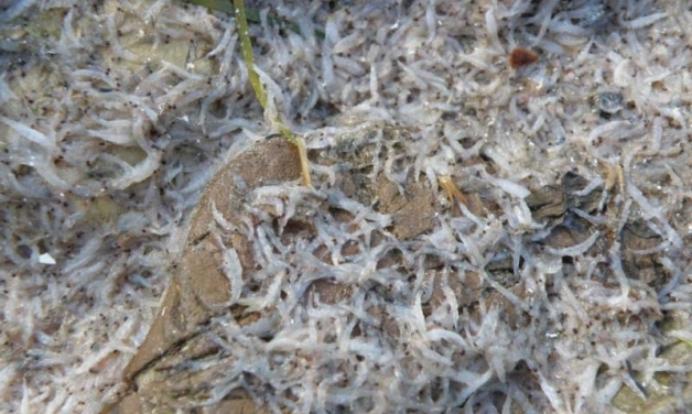 Γέμισε η παραλία με νεκρές γαρίδες