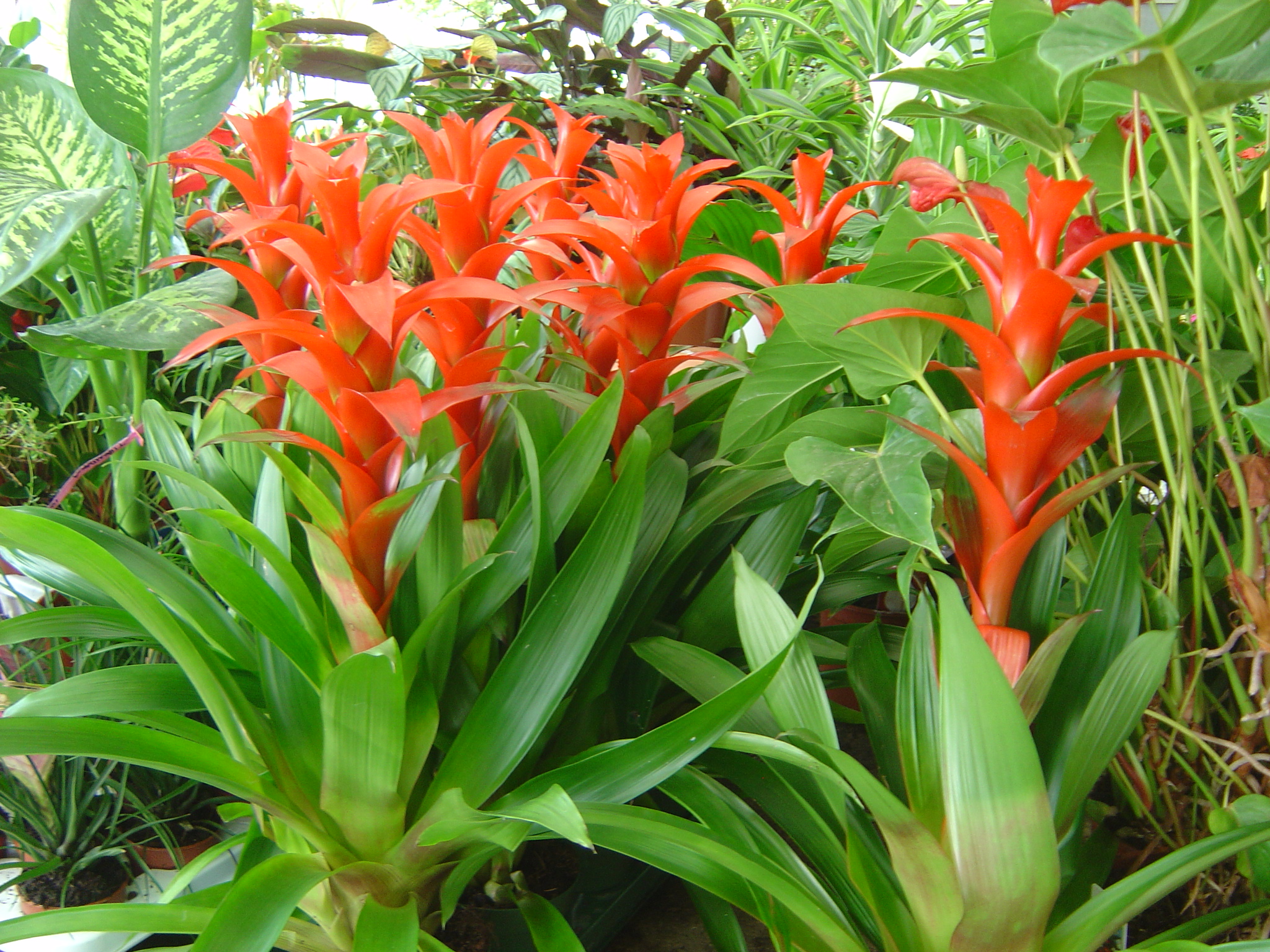 Πετούν τα λουλούδια στα σκουπίδια