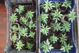 Καλλιεργούσαν κάνναβη