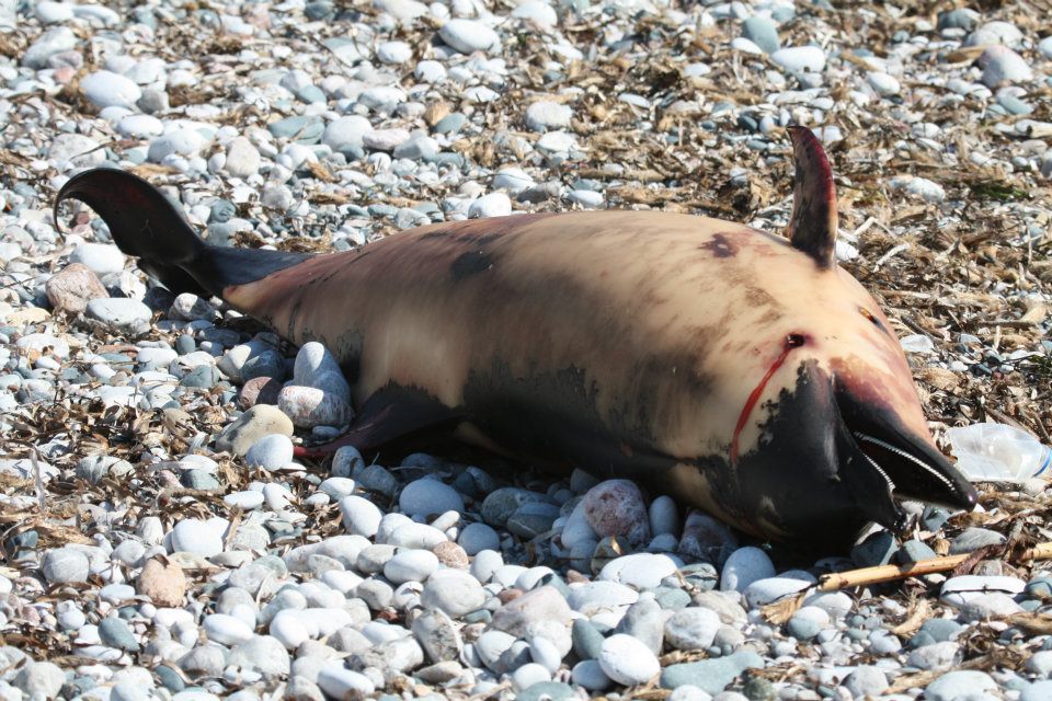 Κτήνη πυροβόλησαν δελφίνι