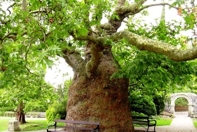 Άνθισε… καπάκια!