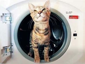 Της έχουν μείνει άλλες πέντε ζωές