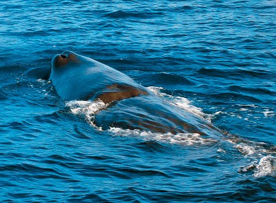 Μια φάλαινα στον Σαρωνικό