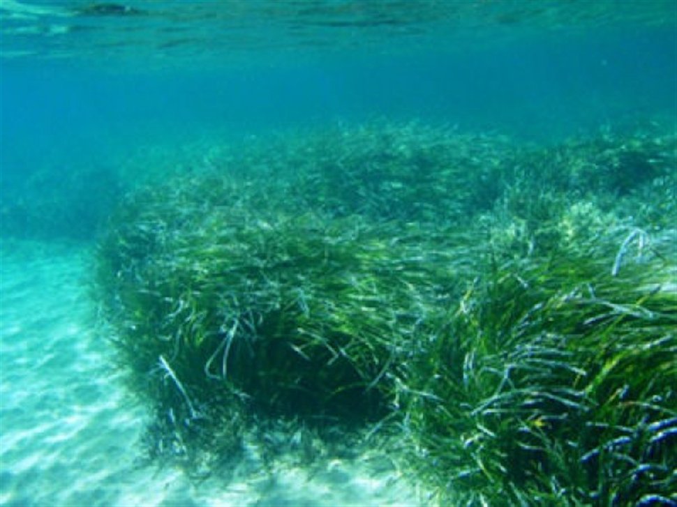 Μας σώζουν τα φύκια