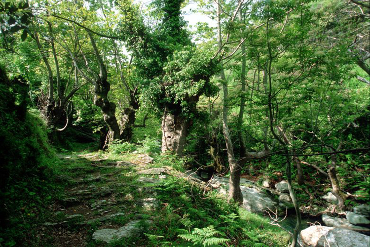 Το καστανόδασος ασθενεί