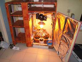 Φυτεία σε… ντουλάπα!