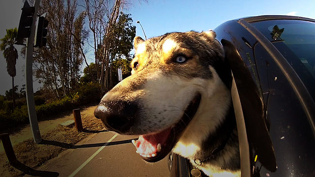 Σκυλίσια ζωή σε αργή κίνηση