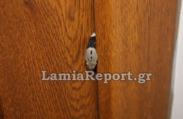 Το φίδι «πιάστηκε» στην πόρτα