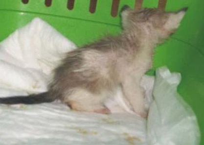 Μια θλιβερή ιστορία