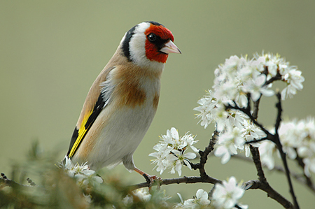 Νέα μόδα στις κλοπές!