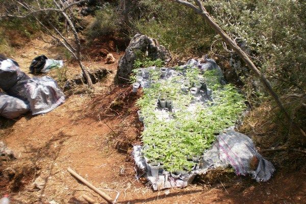 Χασισοφυτεία με αυτόματο πότισμα