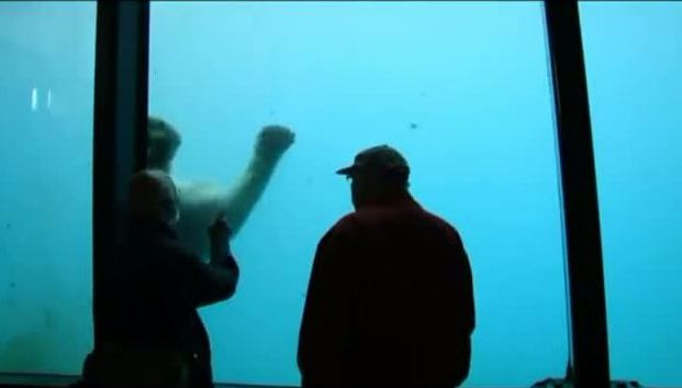 H Αρκούδα που πετάει πέτρες