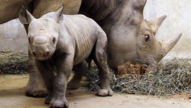 Σπάνιο ρινοκεράκι στη Σουμάτρα